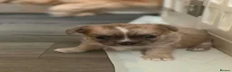 Chihuahua dogs for sale: Adorable pure chihuahua puppies  in Hull - Advert 33