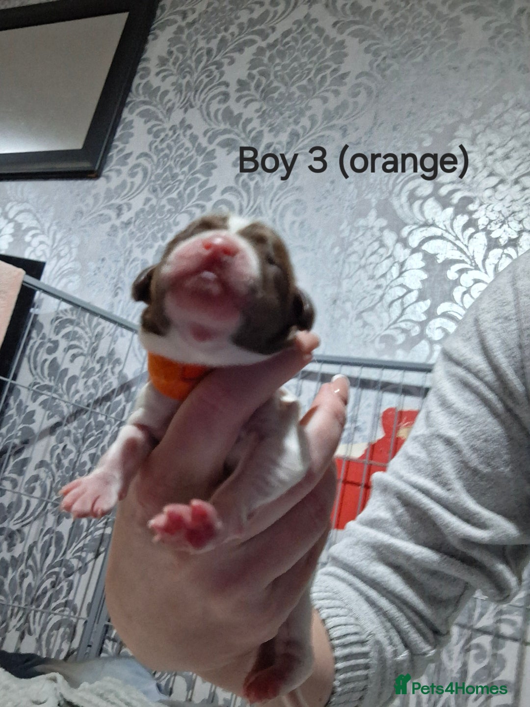 Sprocker dogs for sale: Sprocker/Springer Spaniel pups - Advert 6