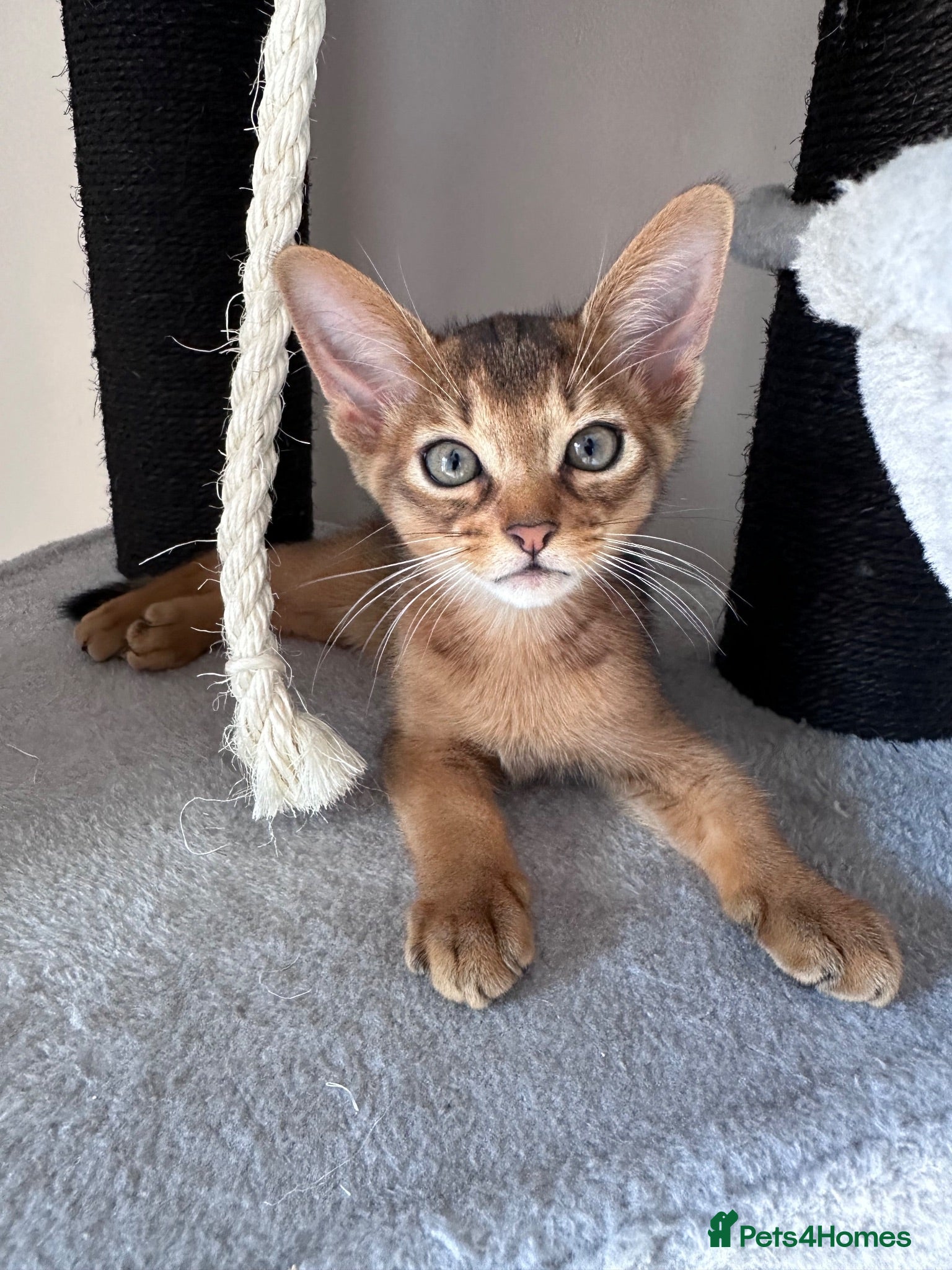 Somali cats Ready now! 😍 Beautiful shorthair Somali kittens🥰 - Advert 2