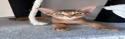 Somali cats for sale: Somali kittens available 😻 in Lincoln - Advert 15