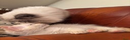 Ragdoll cats for sale: TICA red tabby point mink cherubim - Advert 4