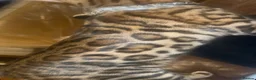 Bengal cats for stud: stunning glitter bengal stud  in Bradford - Advert 6