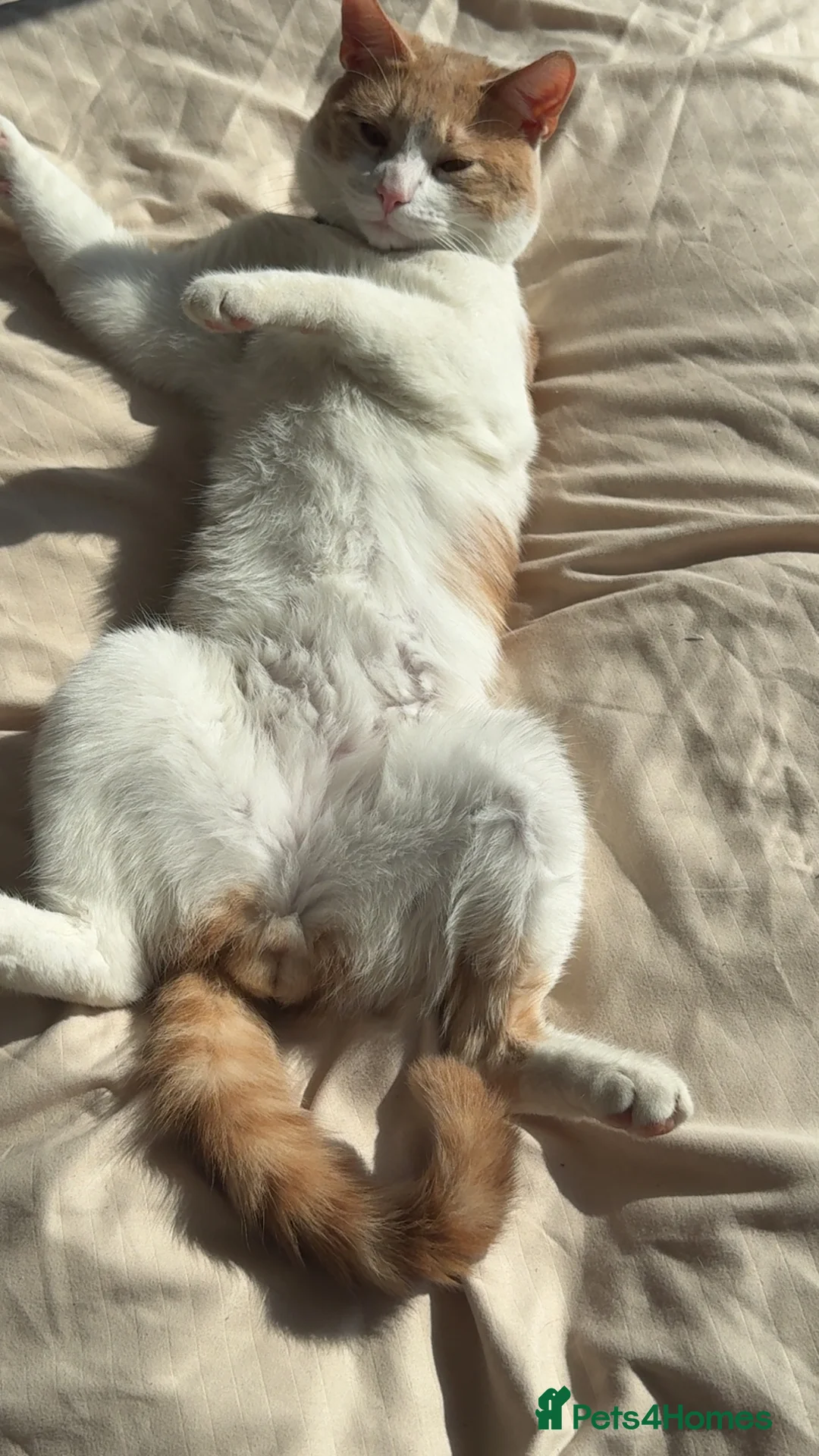 Domestic Shorthair cats for sale: 1 year old male in Derby - Advert 2