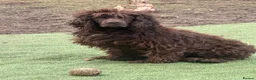 Cocker Spaniel dogs for adoption: Doug  - Advert 4