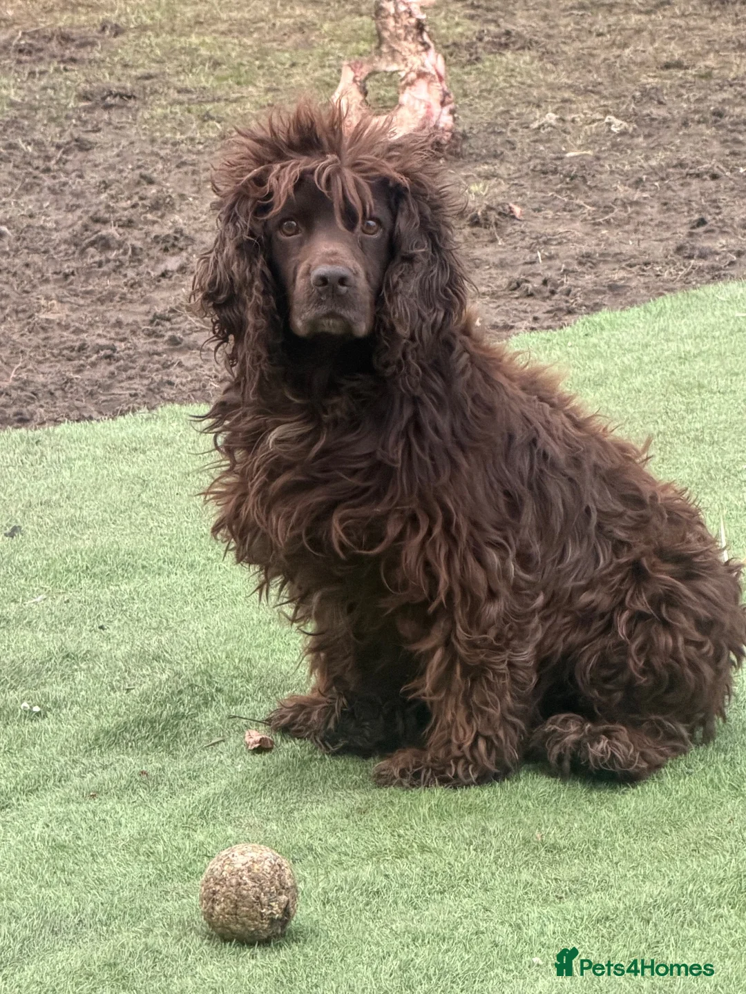 Cocker Spaniel dogs for adoption: Doug  - Advert 4