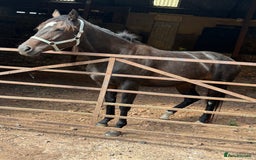 English Thoroughbred horses for sale: Lovely well put together 15.3 4yo Mare - Image 9