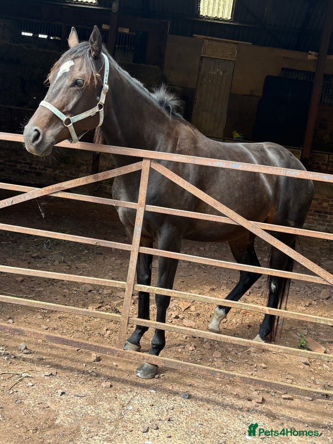 English Thoroughbred horses for sale: Lovely well put together 15.3 4yo Mare - Image 9
