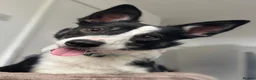 Sprollie dogs for sale: 11 month old male sprollie  - Advert 4