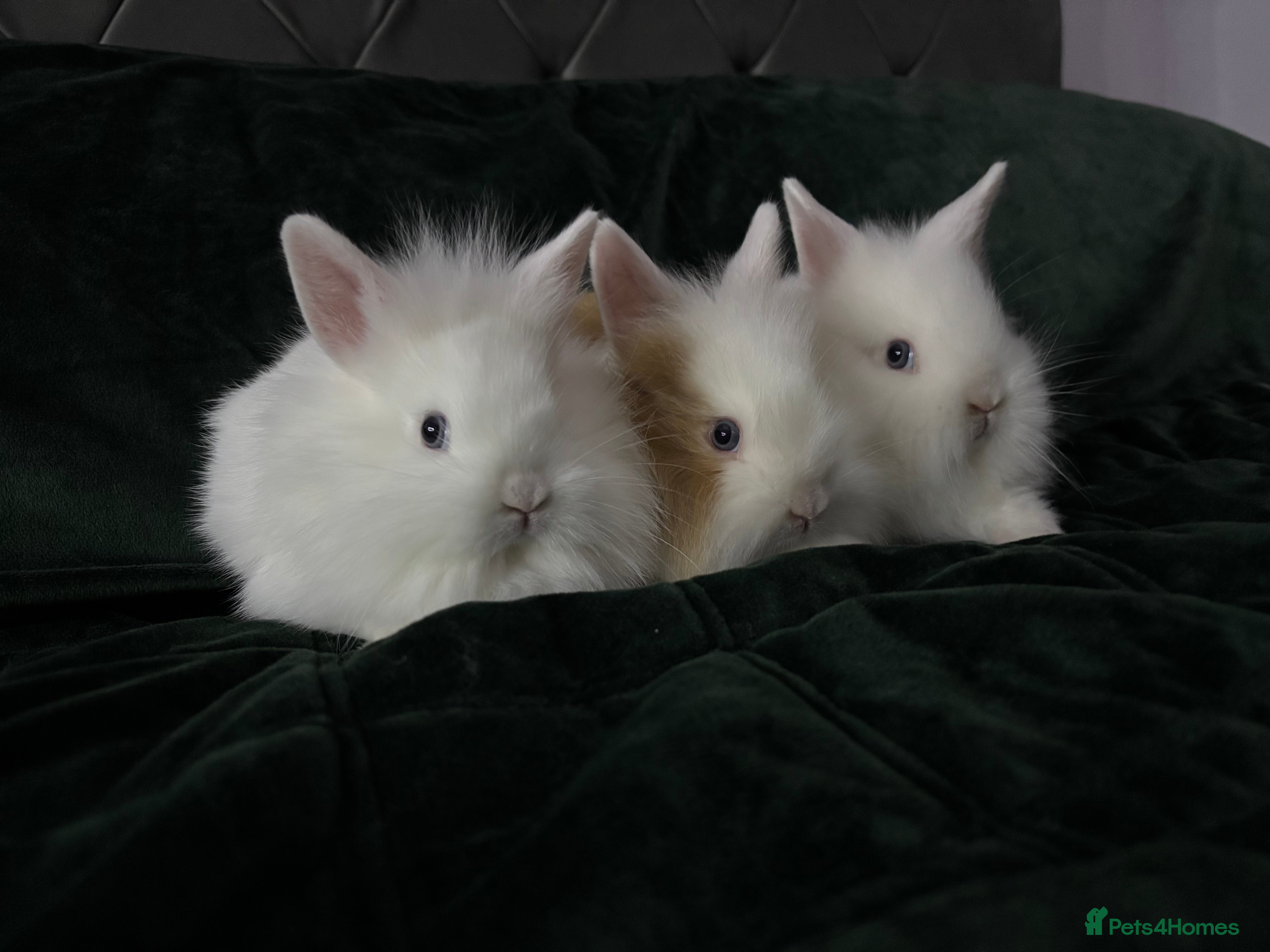 Lionhead rabbits Beautiful lion-head bunnies 🐰  - Advert 7
