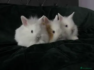 Lionhead rabbits Beautiful lion-head bunnies 🐰 - Advert 18