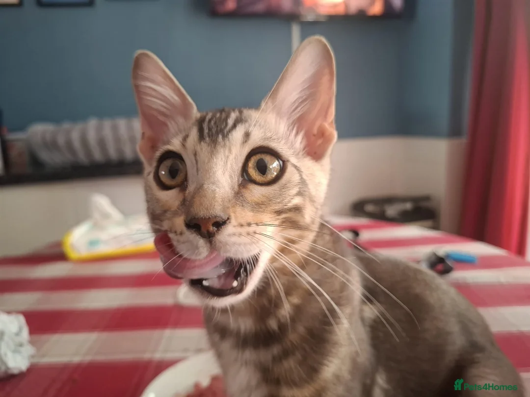 Bengal cats for sale: Outstanding Bengal Kittens TICA - Advert 2