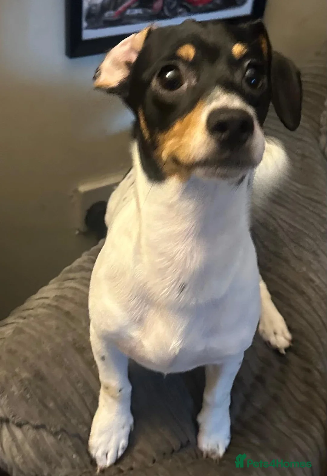 Mixed Breed dogs for sale: Schweenie boys  in Bury Saint Edmunds - Advert 2