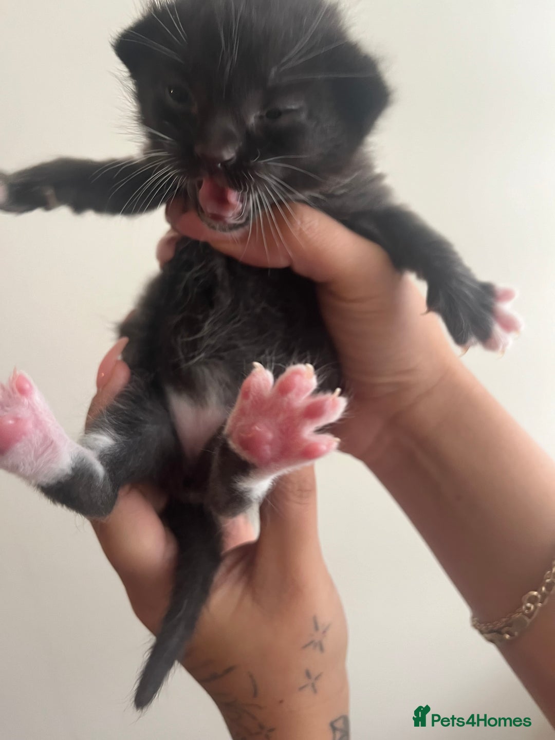 Domestic Shorthair cats for sale: Three domestic shorthair for sale  - Image 6