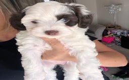 Maltipoo dogs for sale: Unique maltipoo litter 🐶🩷🩵 - Image 5