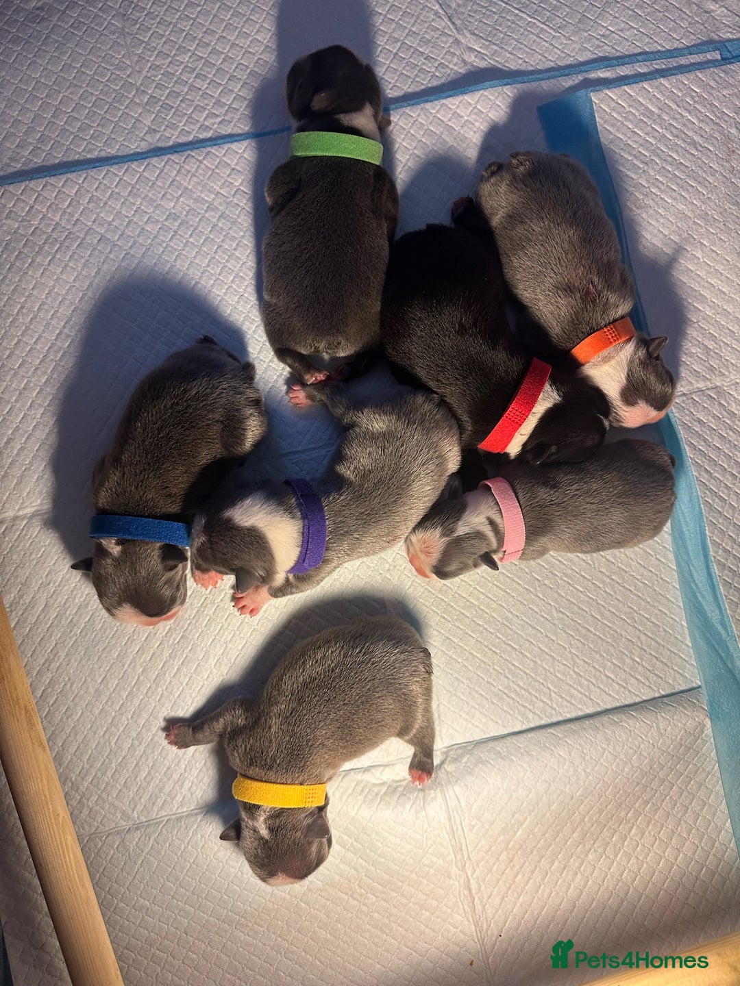 Boston Terrier dogs for sale: Exceptional Blue Boston Terrier Puppies 💙🐾 - Image 25