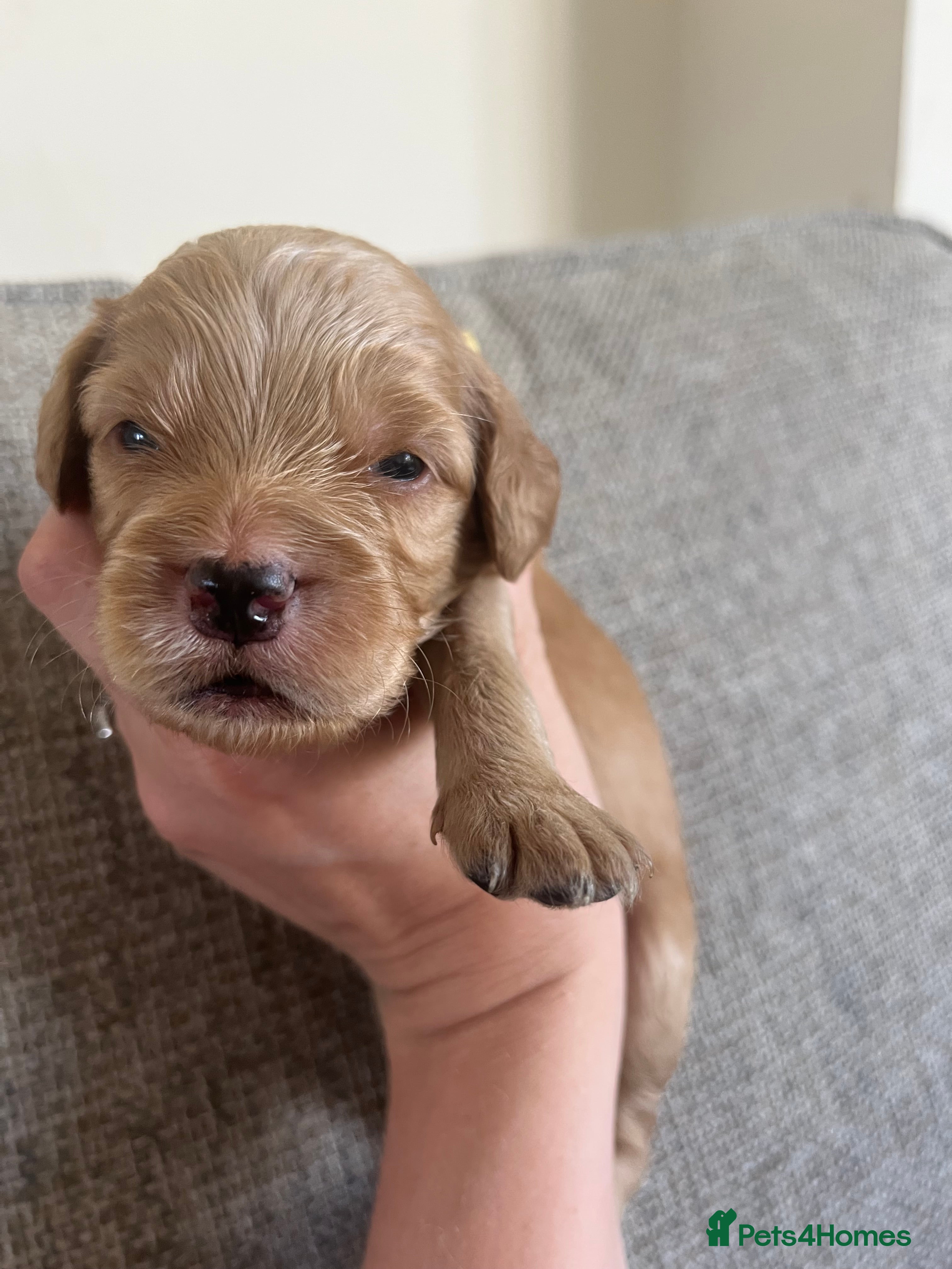 Mixed Breed dogs 3/4 cockapoo 1/4 frenchie  - Advert 21