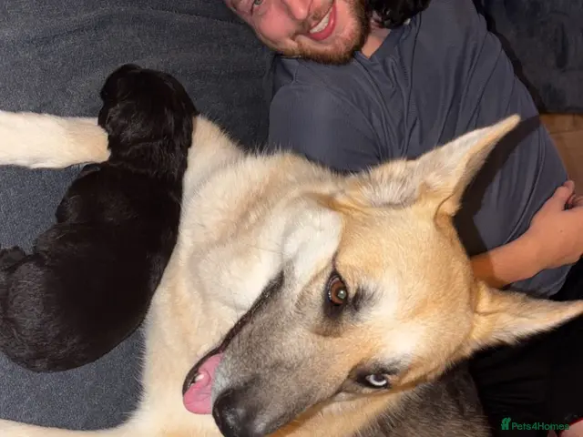 Sheprador dogs for sale: GSD x Labradors - Advert 1