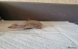 Dachshund dogs for sale: 2 girls and 1 boy miniature dachshund puppies  - Image 14