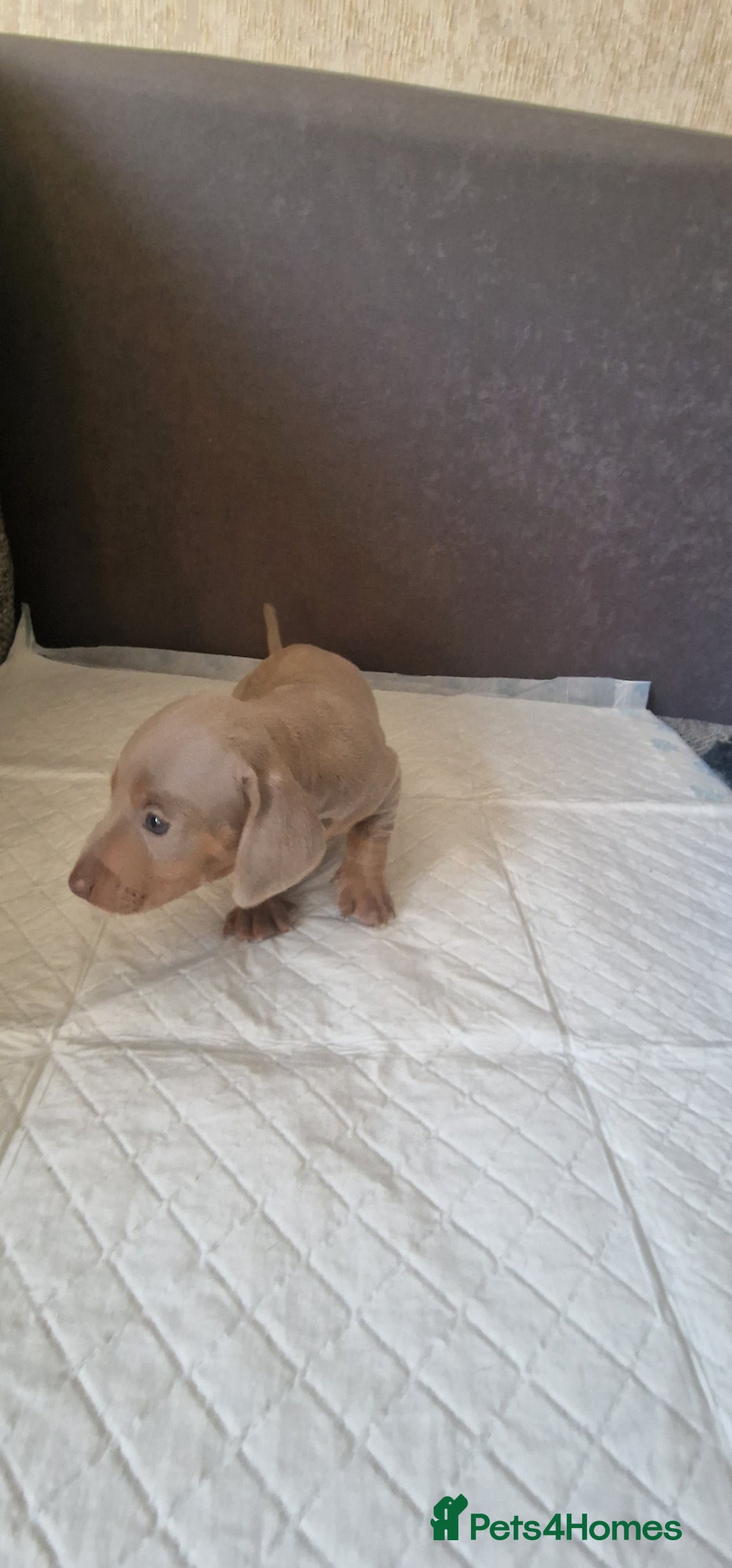 Dachshund dogs for sale: 2 girls and 1 boy miniature dachshund puppies  - Image 14
