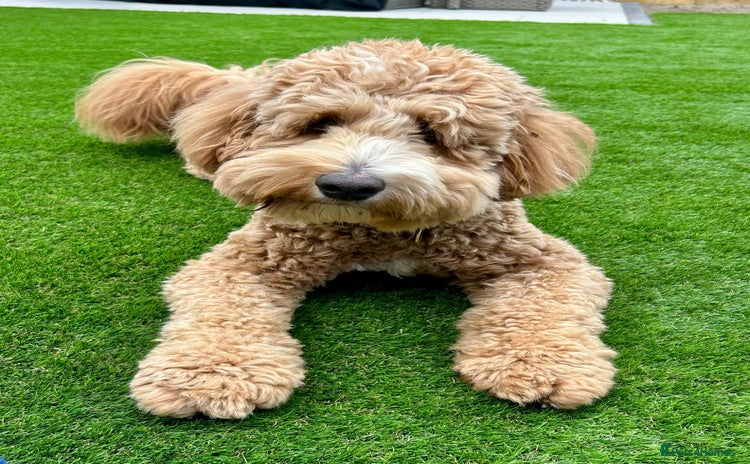 Mixed Breed dogs - Advert 1