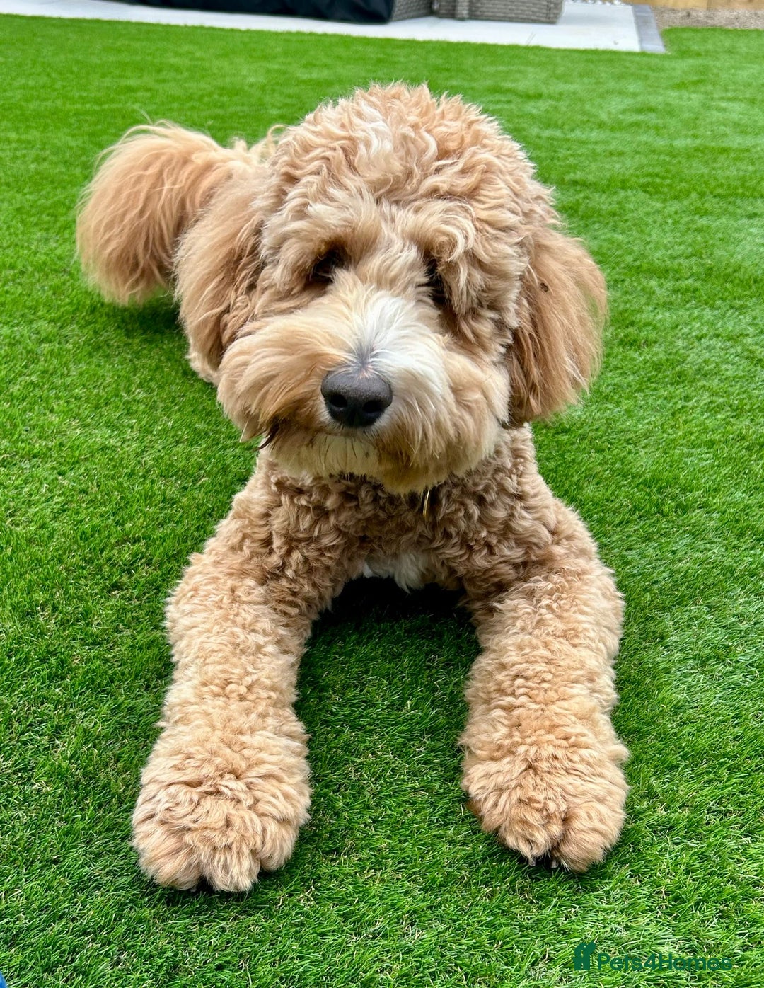 Mixed Breed dogs for sale: 18 month old, Family raised, Male Sheepadoodle - Image 1