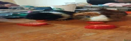 Guinea Pig rodents for sale: 2 guinea pigs and their stuff  in London - Advert 7