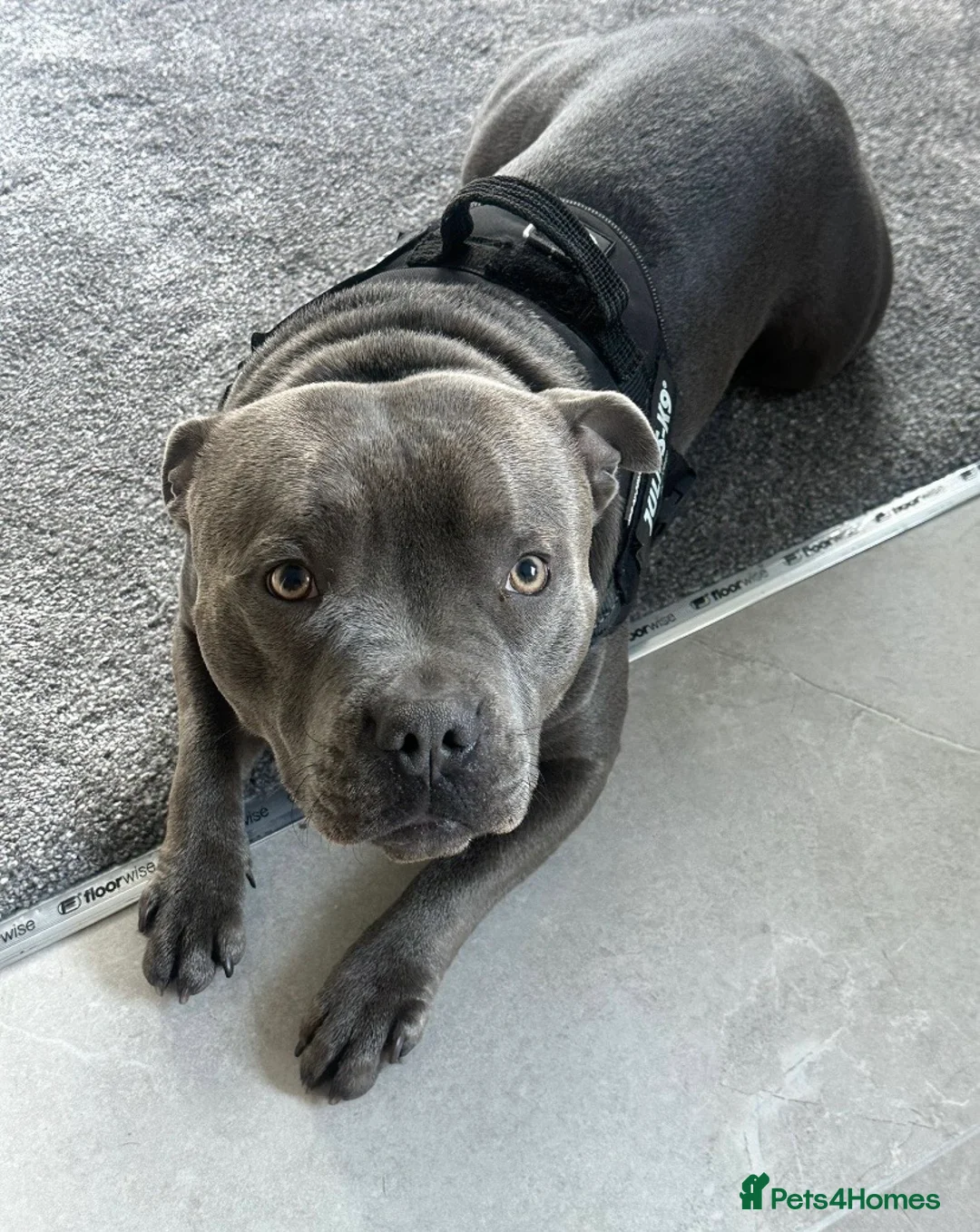 Staffordshire Bull Terrier dogs for sale: 🐾🐾SBT puppies for sale 🐶🐶 - Advert 10