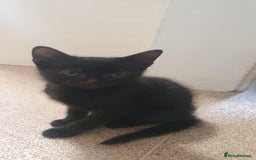 Mixed Breed cats for sale: 2 boys kittens - Image 2