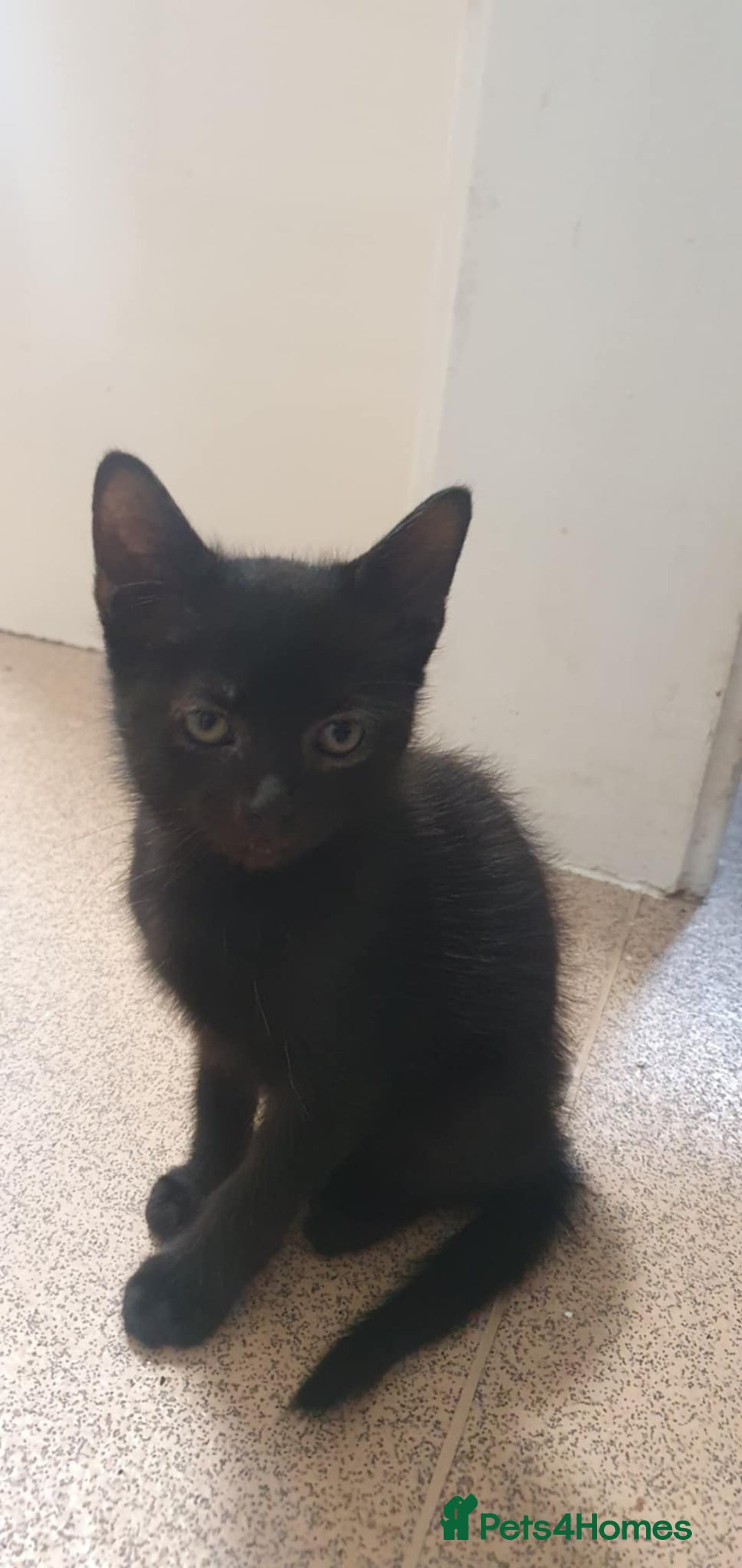 Mixed Breed cats for sale: 2 boys kittens - Image 2