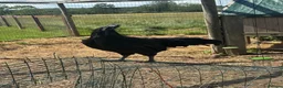 Chickens poultry for sale: Ayam Cermani Cockerel  - Advert 5