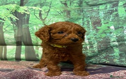 Cavapoo dogs for sale: Lovely litter of F1 Cavapoos - Advert 24