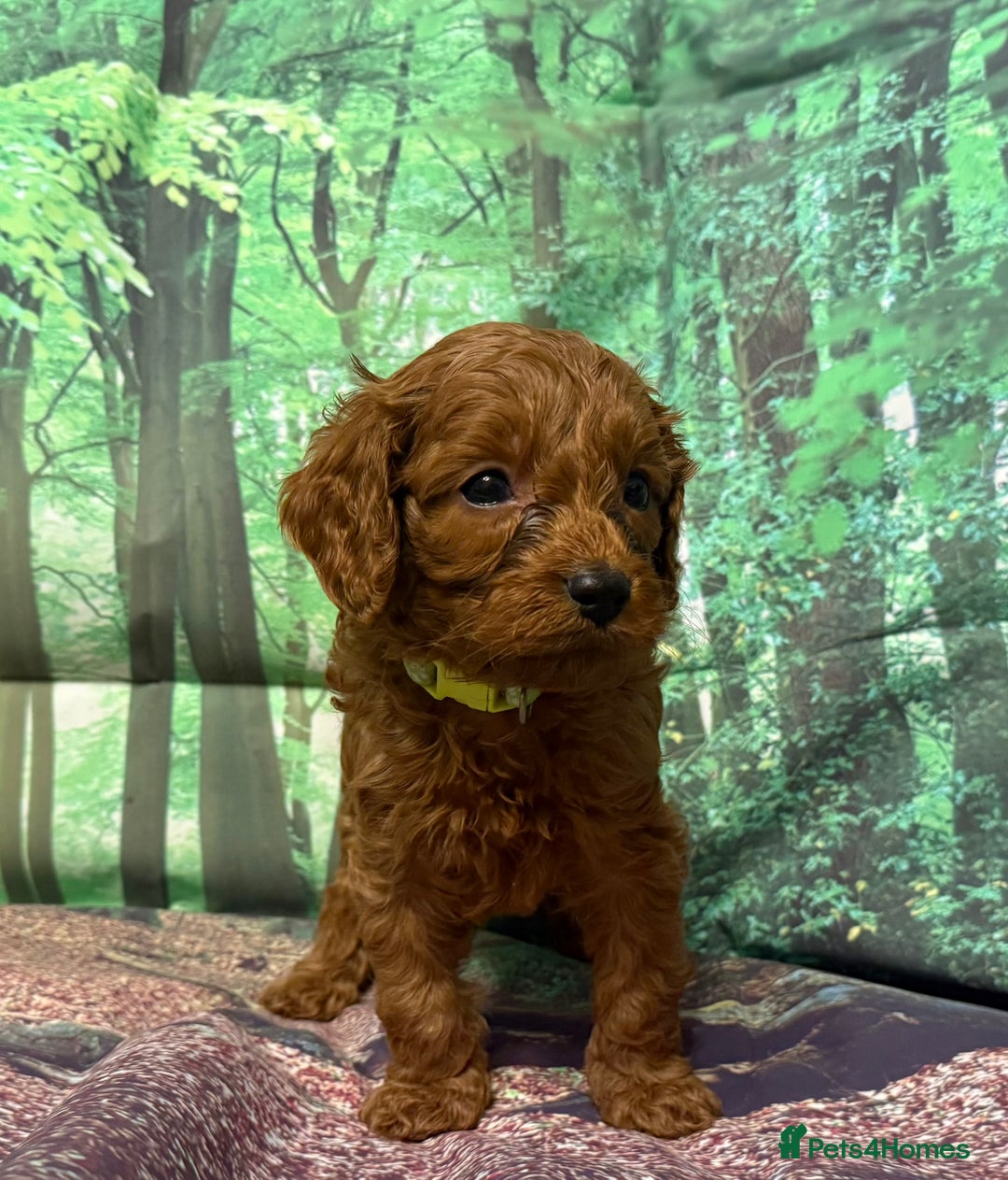 Cavapoo dogs for sale: Lovely litter of F1 Cavapoos - Advert 24
