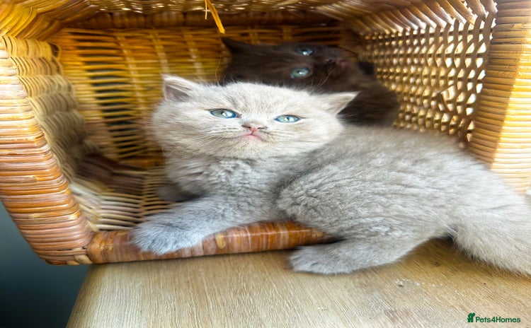 British Shorthair cats GCCF reg BS Rare fawn girl left  - Advert 1