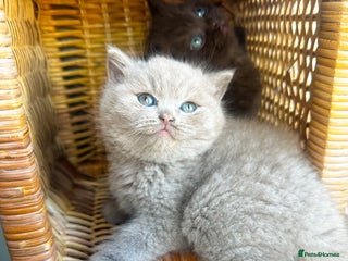 British Shorthair cats GCCF reg BS Rare fawn girl left - Advert 18