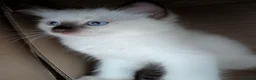 Ragdoll cats for sale: Ready to leave NOW discount price - Advert 14