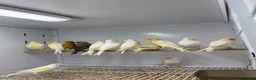 Mixed Breed birds for sale: Canaries  - Advert 6
