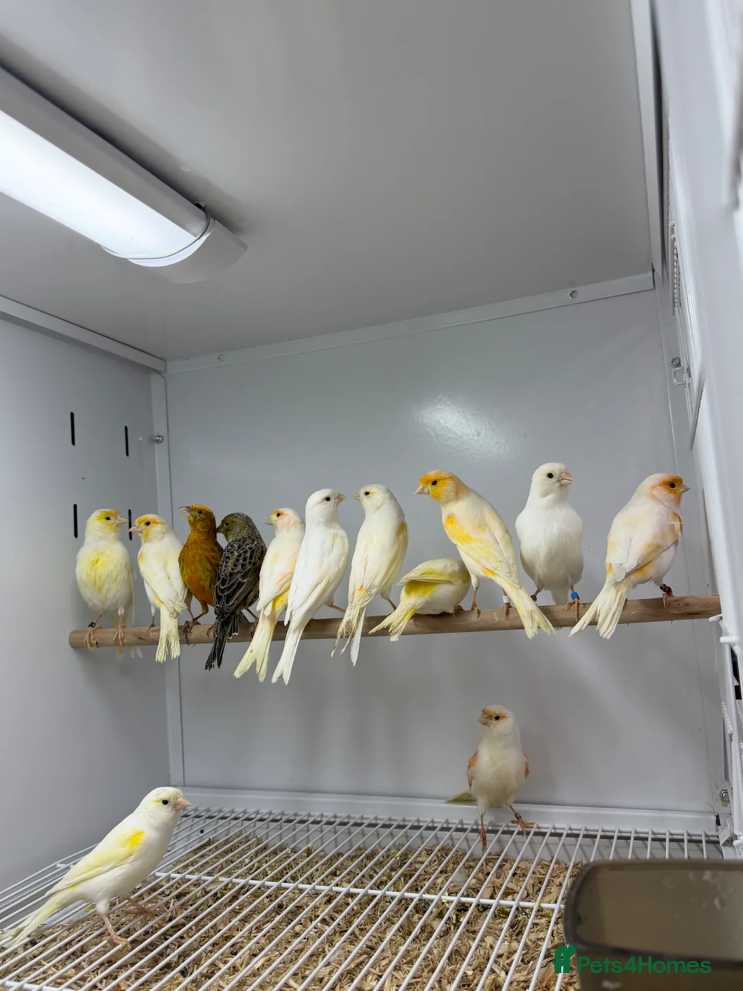 Mixed Breed birds for sale: Canaries  - Advert 6