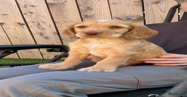 Sprocker dogs - Advert 3