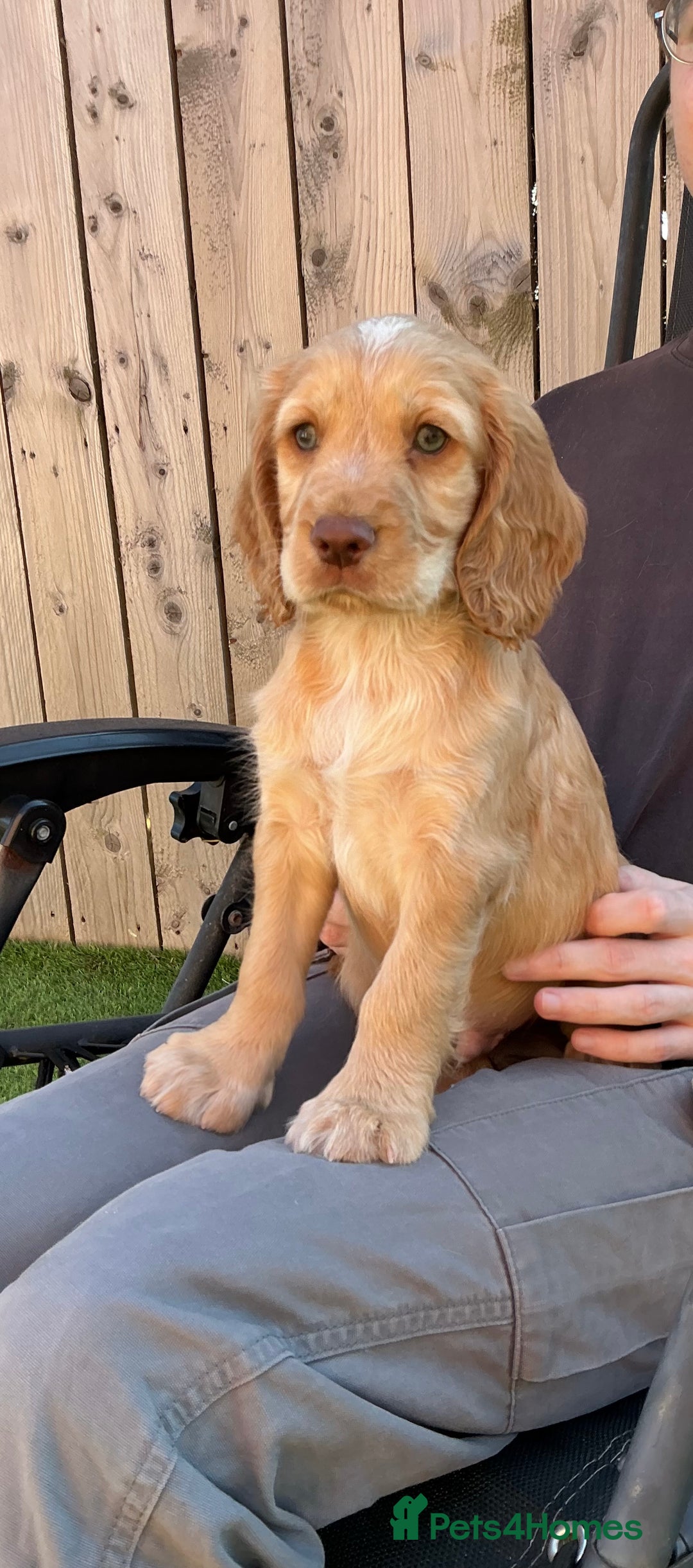 Sprocker dogs for sale:  Sprocker spaniel puppies - Ready Soon ! - Image 3