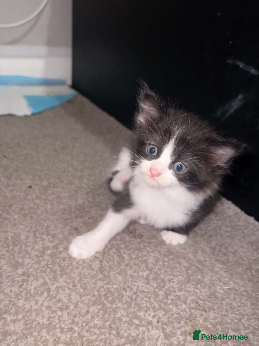 Mixed Breed cats for sale: 3 Playful Kittens – Genders Not Known Yet - Advert 7