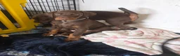Dobermann dogs for sale: Ready to leave, 8 week old Pedigree Doberman Pup - Advert 5