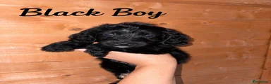 Cockapoo 2