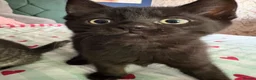 Bombay cats for sale: Beautiful black Bombay X girl left - Advert 9
