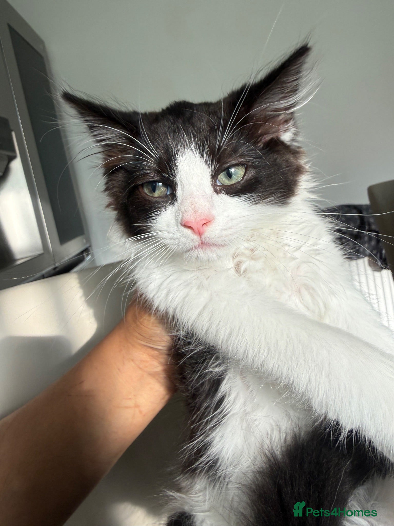 Mixed Breed cats Tux, Male long haired tuxedo kitten  - Advert 2