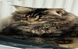 Maine Coon cats for sale: Outstanding pedigree kittens ready to leave - Image 25