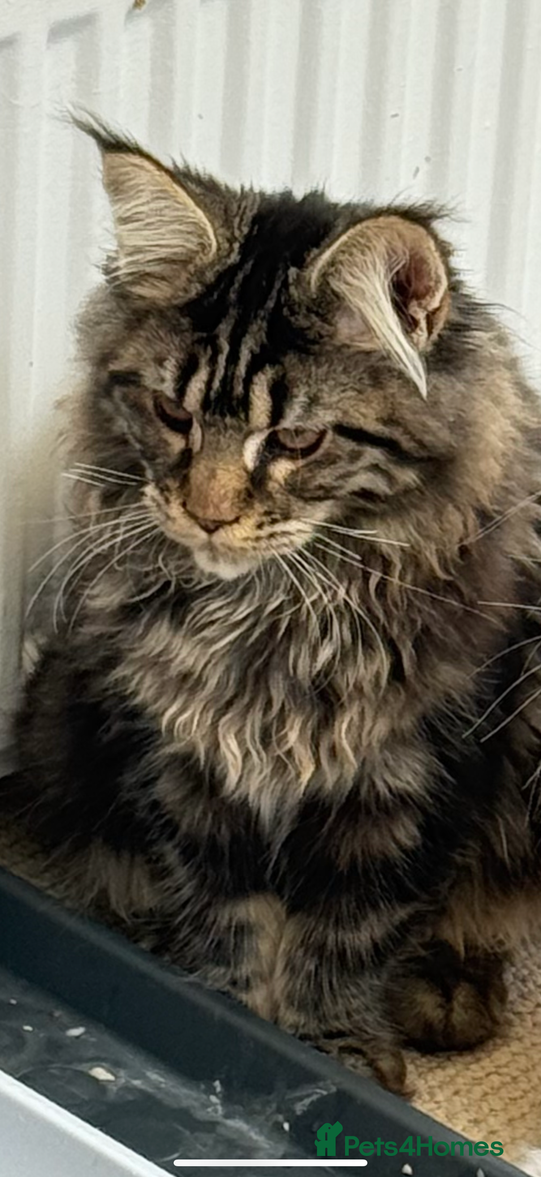 Maine Coon cats for sale: Outstanding pedigree kittens ready to leave - Image 25