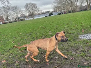American Bull Staffy dogs Creed x karma - Advert 1