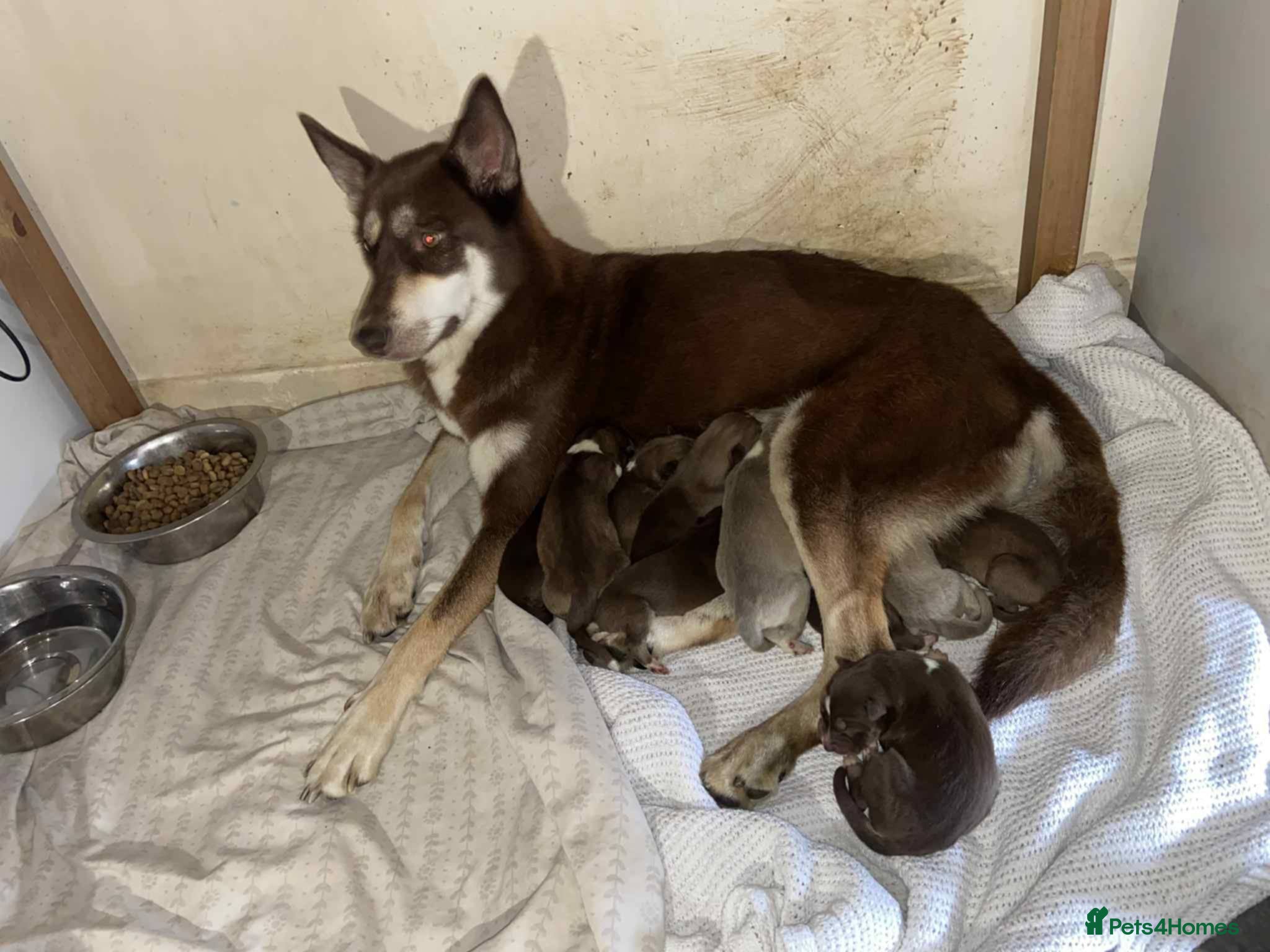 Mixed Breed dogs 4 males 1 female german sheperd x husky - Advert 9