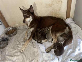Mixed Breed dogs 4 males 1 female german sheperd x husky - Advert 9