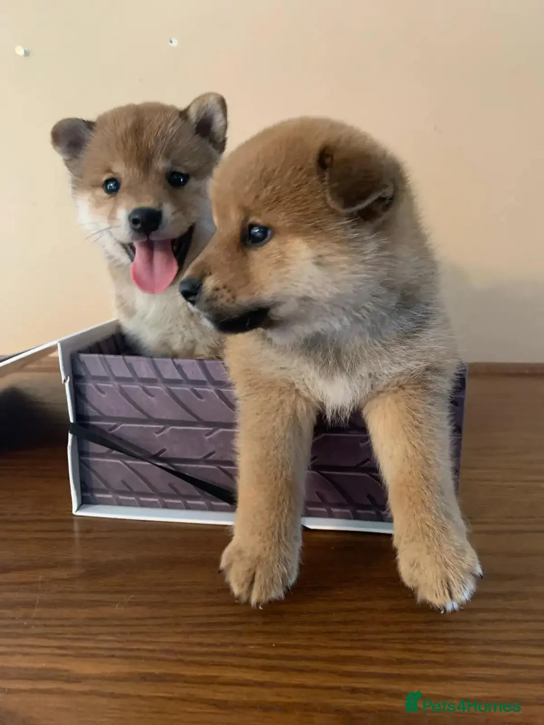 Japanese Shiba Inu dogs for sale: Snuggling Japanese Shiba Inu - Advert 5